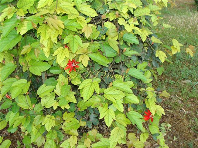  Leaves